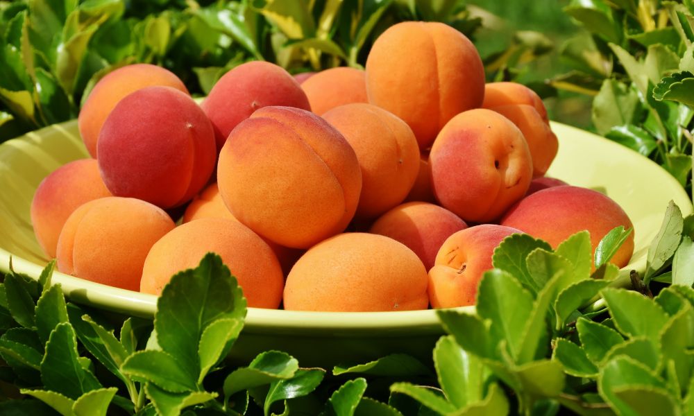 Apricots